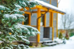 caring for trees in winter involves pruning when dormant